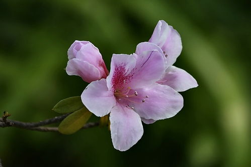 植物園花卉