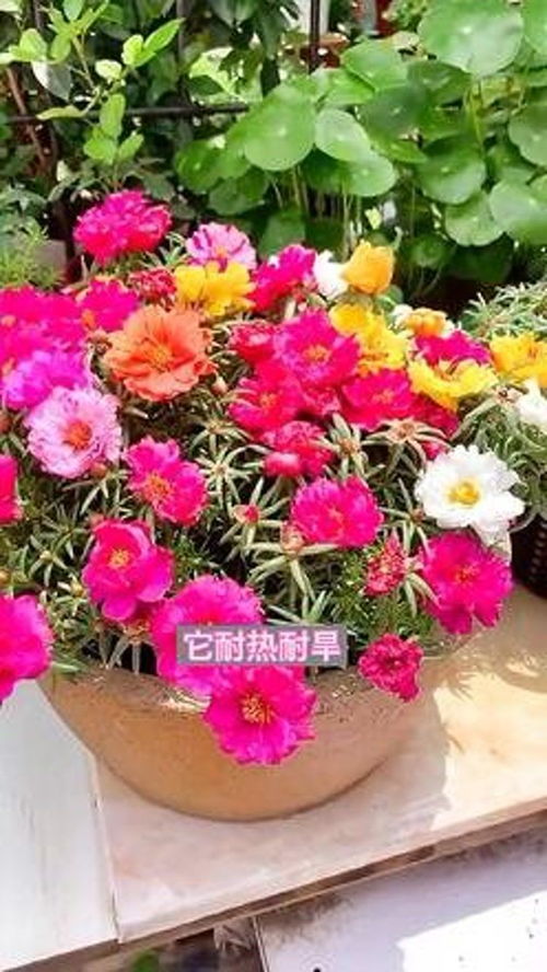 創(chuàng)作靈感 花卉綠植 養(yǎng)花