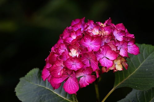 植物園花卉