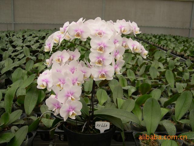 【廠家直供】大白花 蝴蝶蘭 年銷(xiāo)花卉 室內(nèi)觀花植物