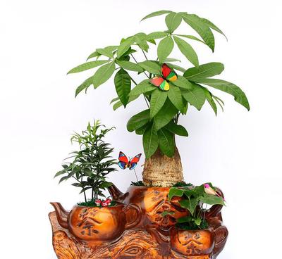 【全國批發(fā) 觀 葉綠植小森林 精品 竹柏創(chuàng)意組合盆栽 吸甲醛】價格_廠家_圖片