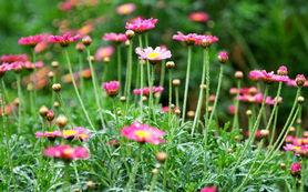 世界花卉大觀園瑪格麗特開花報春