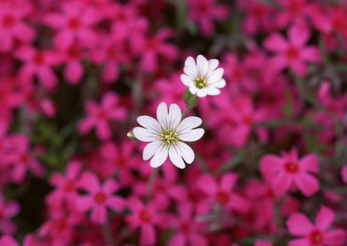 春天里那個百花開,提前踏青啦