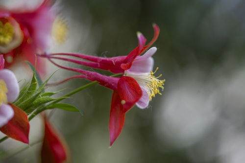 花卉