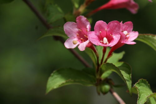 花卉 錦帶花