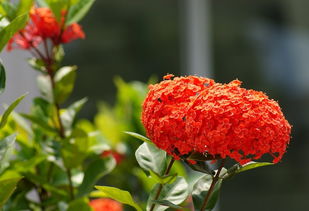 生態(tài)花卉