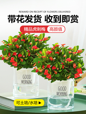 海棠綠植最佳優(yōu)惠:24款優(yōu)惠海棠綠植產(chǎn)品推薦